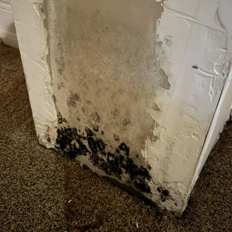 Professional Mold Removal in Canyon City, OR